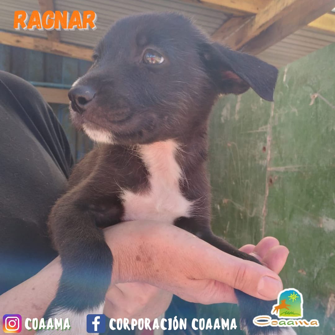 coaama_corp's tweet photo. 🐥NUESTRAS PERRI-GUAGUAS👶

Todas estas guaguitas fueron abandonadas a su suerte.
Todos sueñan con cariño, protección y una familia para entregar todo su amor perruno💜 

TÚ PUEDES CAMBIAR SU DESTINO🥺
ELLOS CON SEGURIDAD CAMBIARÁN TU VIDA😌

#coaama #adoptanocompres #perros https://t.co/BLo8CD7WlC
