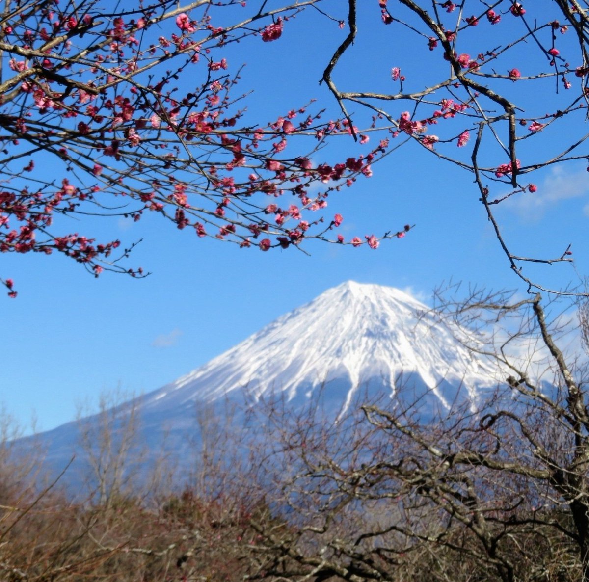 おはようございます😊 富士山と梅の花を 一緒に楽しめる公園🏞 本格的な開花シーズンまで あと少し( ꈍᴗꈍ)♪♪♪ 今週も宜しくお願いします💗