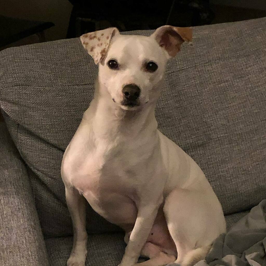 lizlbauer's tweet photo. 3 years ago we became a family! the day Sherlock Bones became Sherlock Bones Bauer! this special boy has changed my world for the best! happy adoptaversary sweet Sherlock! 🥰🥰❤️❤️ https://t.co/zv0TL49MWf https://t.co/6gPZUQoP9J
