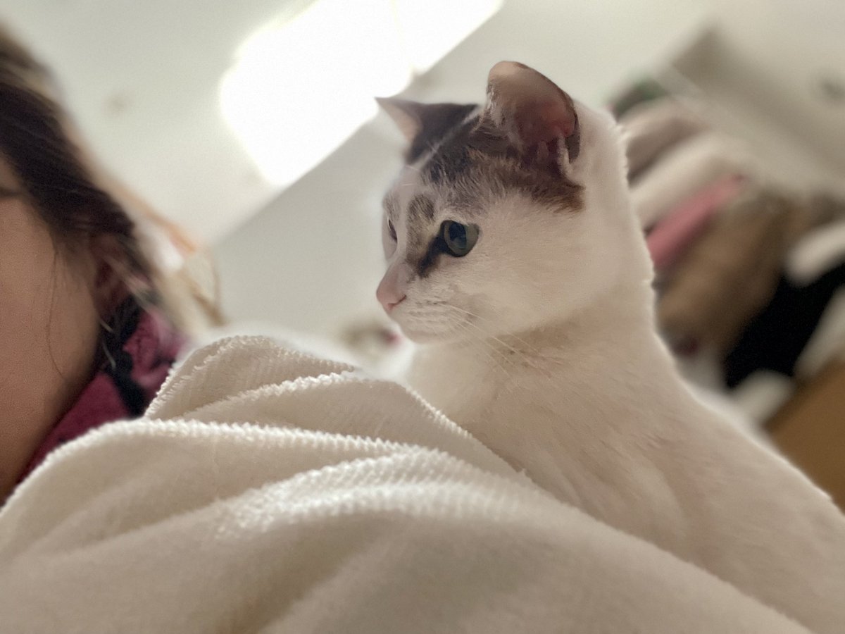Marocha063's tweet photo. 毎朝の儀式🐱🍎
（目覚めたら布団の中から飼い主の身体の上に移動し、ご飯出すまで一生ガン見というプレッシャーを与え続けるｗ←
#愛猫まろちゃ #まろりんご https://t.co/56bJieDrzO