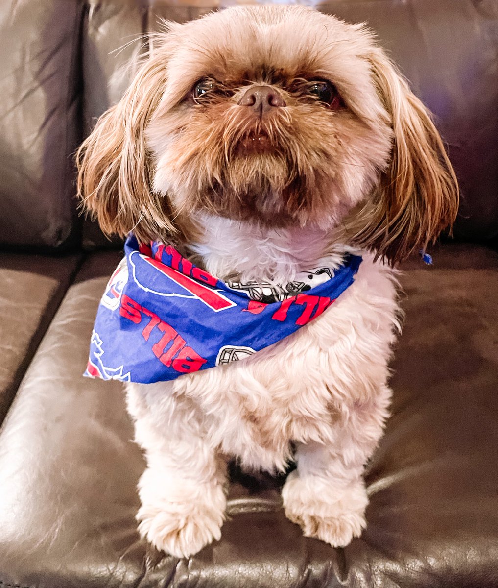 jade_etc's tweet photo. My pup, Punkin, is also ready!!
If you think she is cute… she has an Instagram ➡️ @punkinspicepup #BillsByABillion #buffalodogs #billsdog #buffalibills https://t.co/vlQjtkcy4n