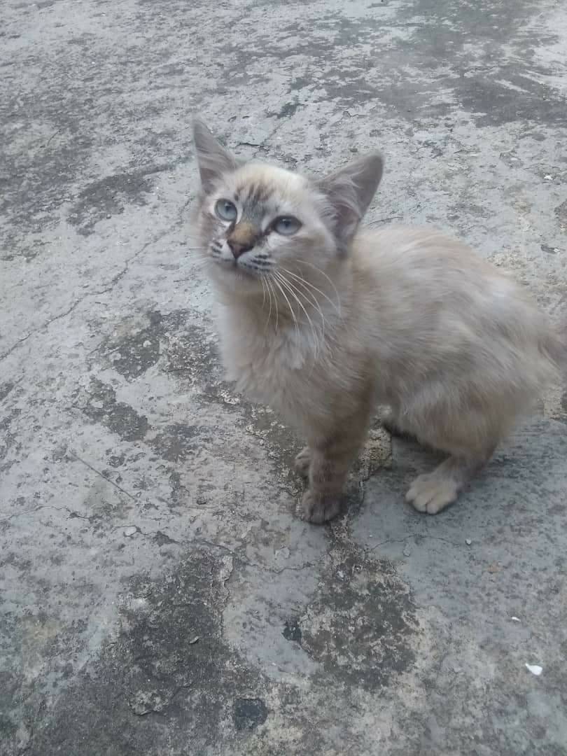 #CasoDeTerceros Gatita tranquila dormilóncita de 3 meses aprox...está en situación de calle es hermosa..ubicada en Caracas dale una patita amiga y adopta 💗 04129947123.