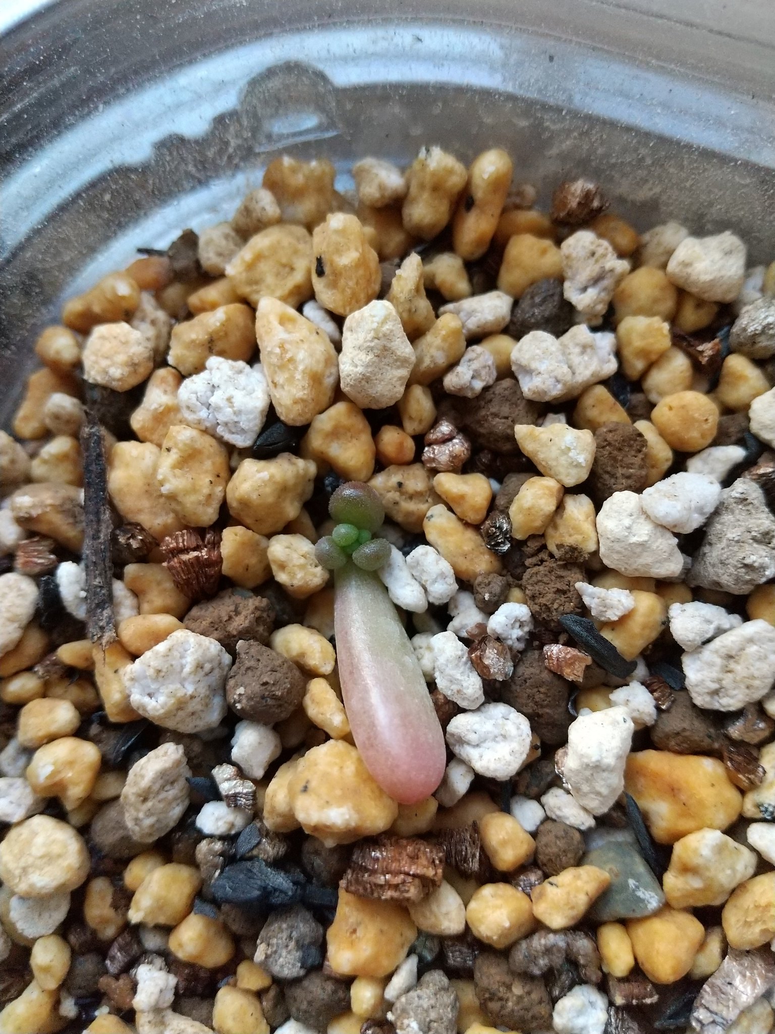 تويتر あんじゅー على تويتر 失敗続きの葉挿しがやっと成功の兆しでバンザーイ オーロラを葉挿ししたので虹の玉 な 葉挿し セダム オーロラ 虹の玉 葉挿し T Co Grzuz0uhme