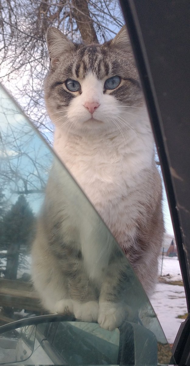 BPDdragon's tweet photo. "Hello in there," she says "I am going to sit right here on your mirror and look at you" ๐ง
@SparklesOfBpd
#CatsOfTwitter
#DivaKitty
#CatMom https://t.co/nx48agK4gP