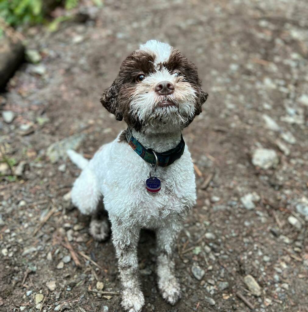 ItsChrisElder's tweet photo. Someone hadn’t been out in awhile and was quite impatient with any stoppages during todays ride. Any guesses? @lagotto.named.maple #dogsthatride #letsride https://t.co/7p9DMBsvda https://t.co/h1ssnloXZB