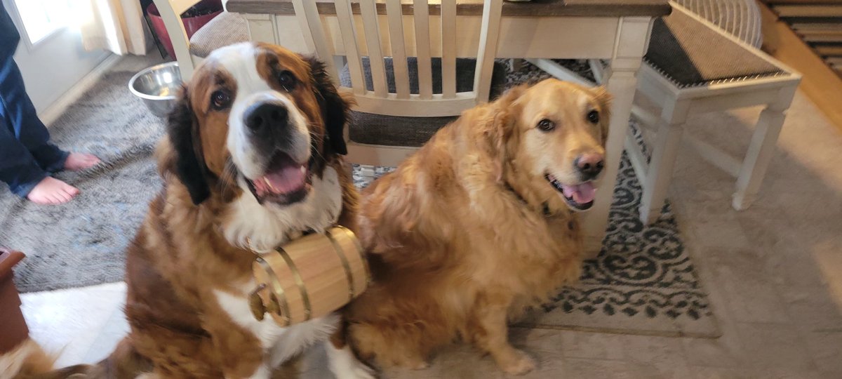 FINN and Banjo ready for the next storm ! #stbernese, #GoldenRetrievers