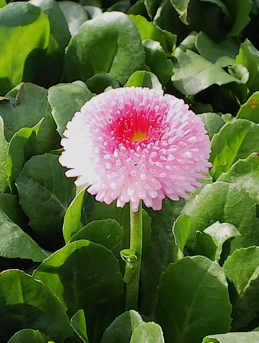 ミオミオ Shino0229 Twitter