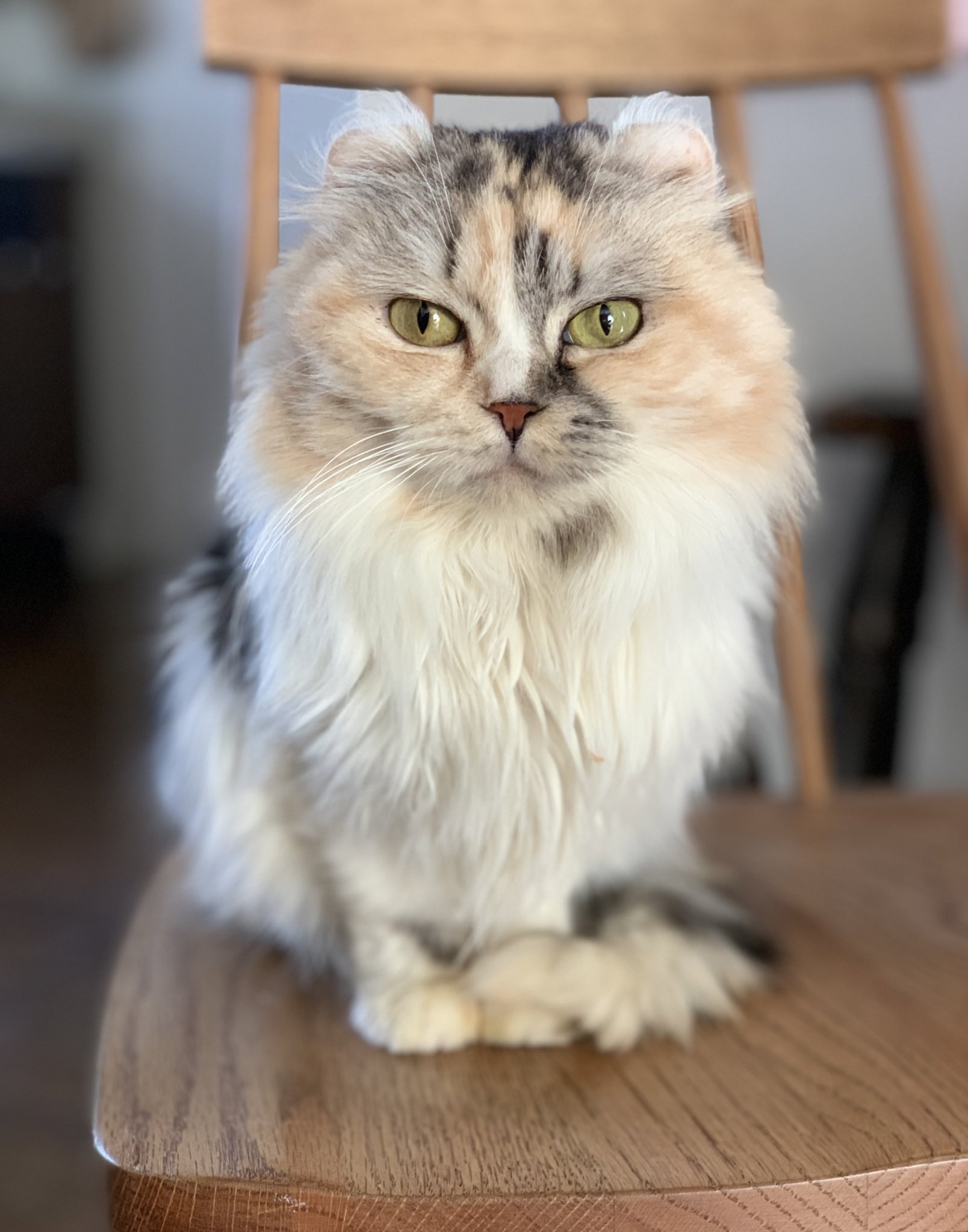 こねこカフェサンクチュアリ 保護猫カフェ 代表 uchimiho Twitter