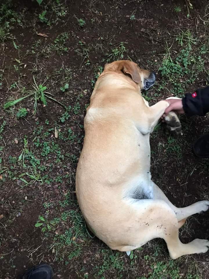 Chilena9772's tweet photo. #URGENTE #Licanray
Que alguien ayude a esta perrita preñada, esta en Camping Los Pinos, la dueña del camping la quiere echar. #Temuco #Villarrica #LagoCalafquen #Araucania
RT @madi_tol @Temucodiario @bartorell @linddacarter @carolinapinoc @DiaztabitaE @XimenaAG70 @LicanRayComuna https://t.co/QfYXEEcgBf