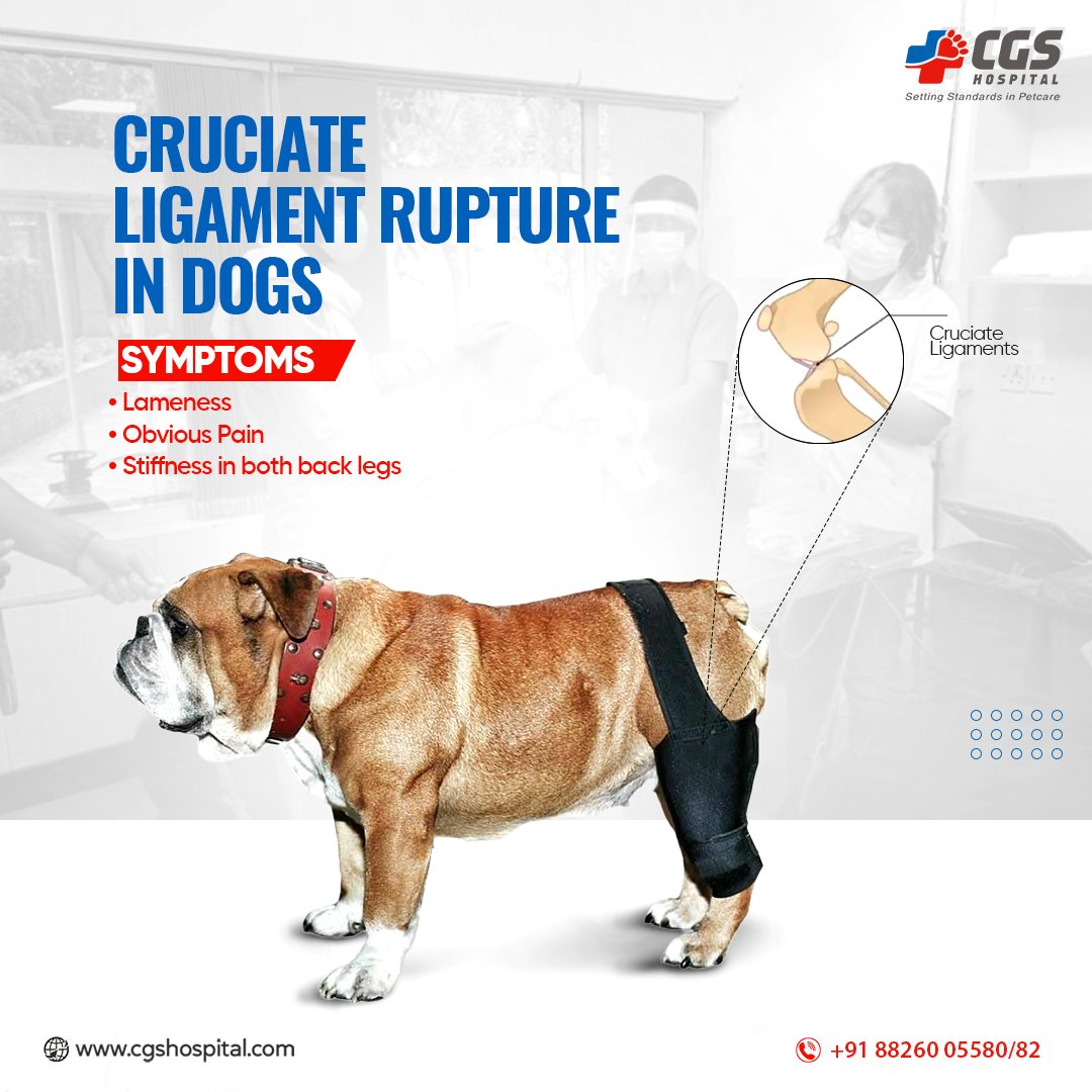 What Causes Dog Stiffness what-causes-dog-stiffness