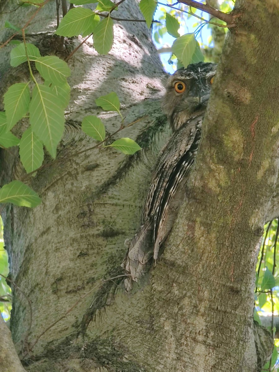 VintageBauer's tweet photo. Spot the Tawnies... π§
#TawnyFrogmouths
#AussieBackyard https://t.co/FhV0qUjdLg