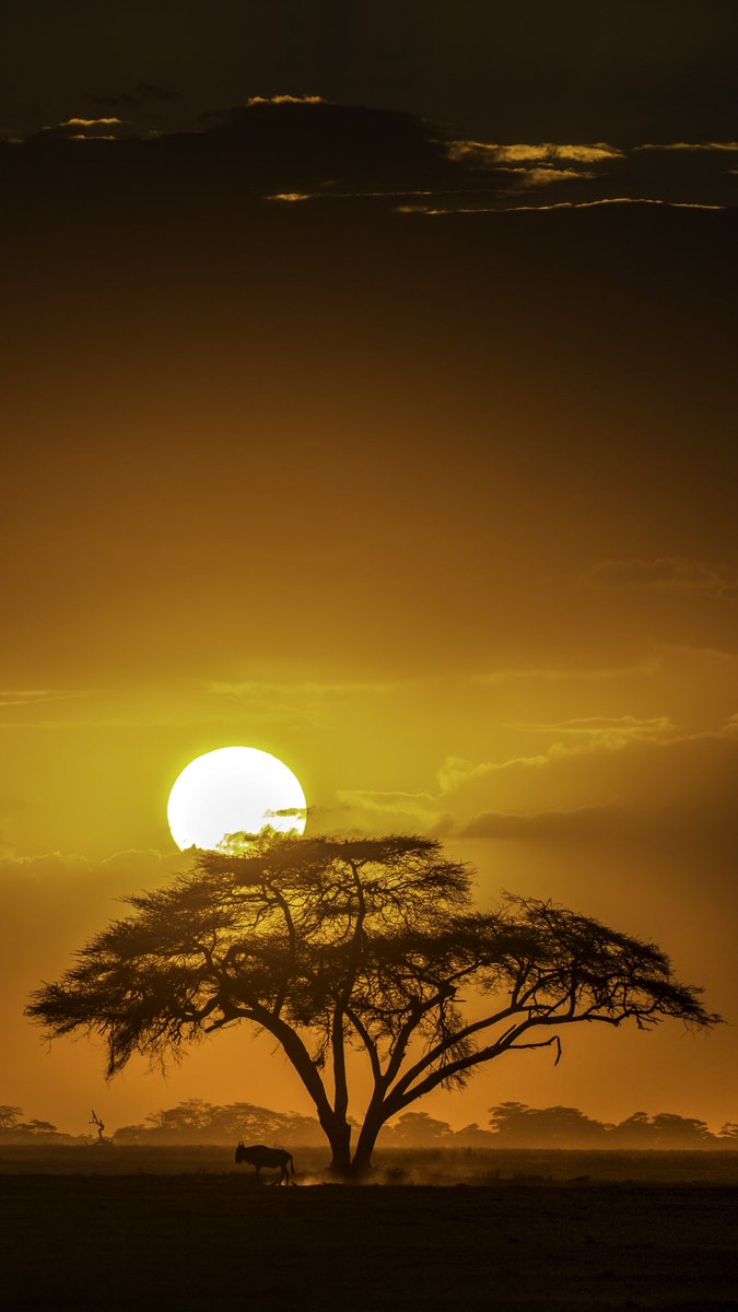 VarunAditya_'s tweet photo. Start your week from crazy Sunrises ☀️
#sunrise #light #sun #morning #wildlife #nature @NatGeo  @natgeowild @BBCEarth https://t.co/APrMu3Ncmy