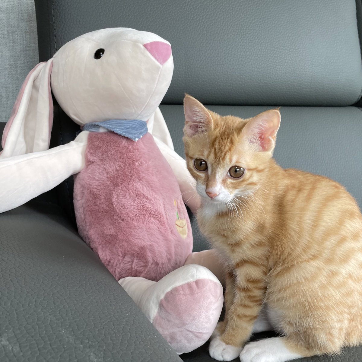 sunseed_neko's tweet photo. 할머니가 준 토끼랑 나비
저희 할머니는 모든 고양이를 다 나비라고 부르십니다 :) https://t.co/HDWuptGV0t