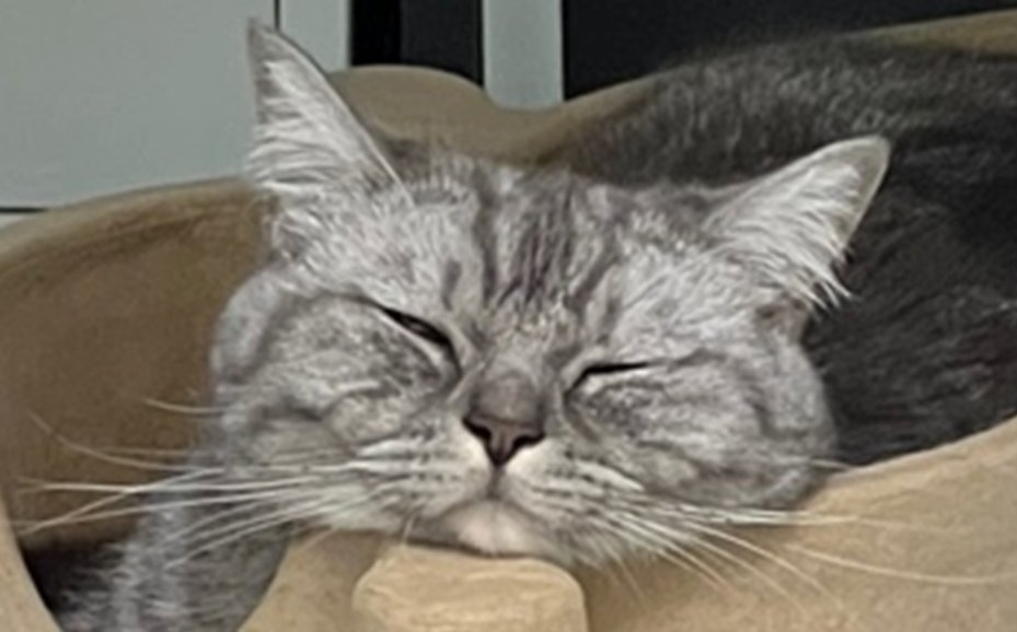 BrendanValdes's tweet photo. Life of a cat. https://t.co/zdfPl9TVBQ