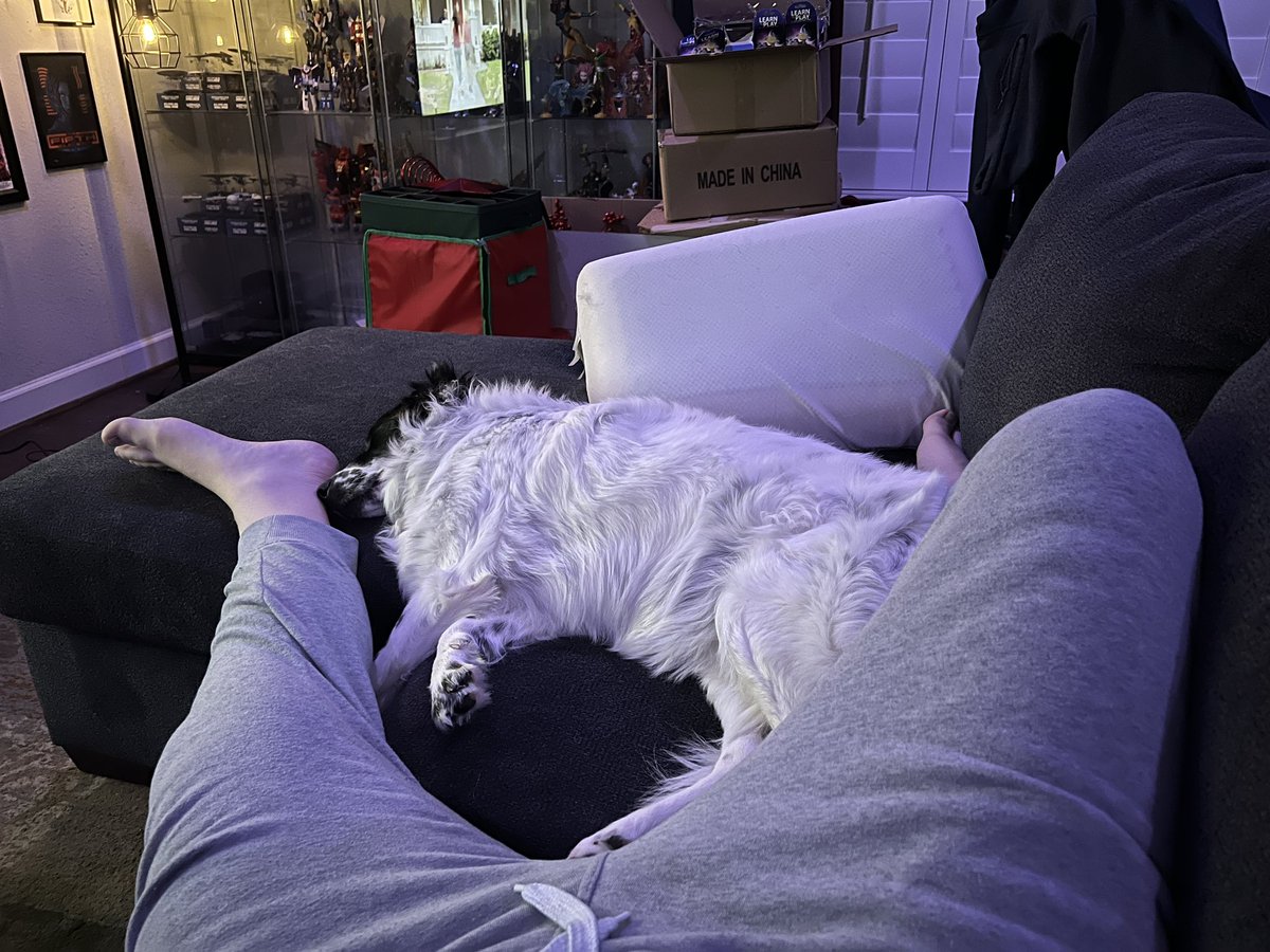 scottimus75's tweet photo. She’s just so fucking cute. Yes those are Christmas boxes I still haven’t put in the attic. #lazysunday #greysweats #borderaussie #dontjudgeme https://t.co/uHkrpCY79o