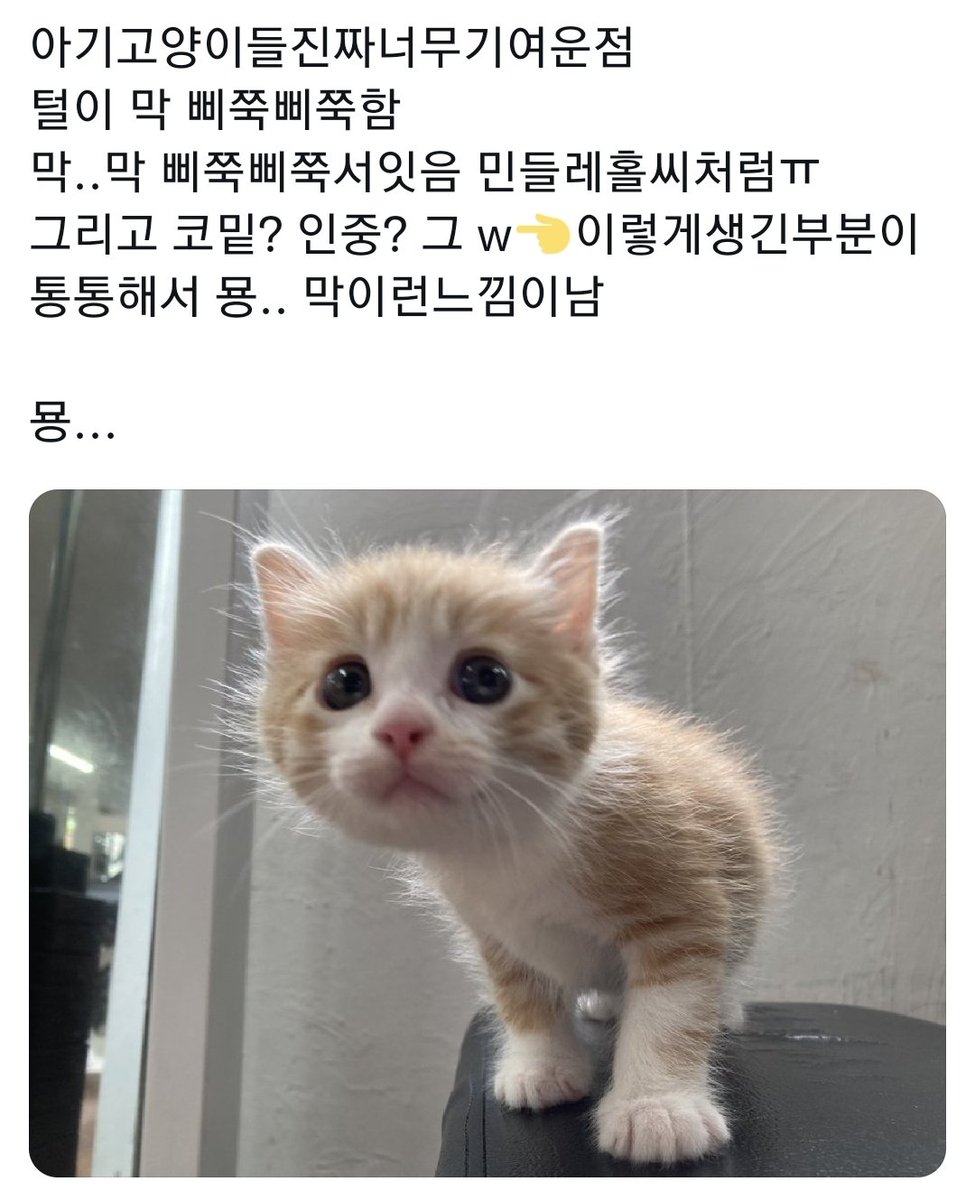 insjaef9's tweet photo. 삐쭉삐쭉 묭... https://t.co/HcXsDjbT3D