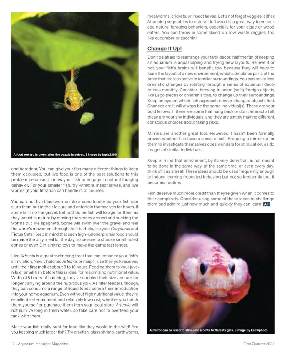 Check out my two cents worth in Aquarium Hobbyist Magazine! Tips for keeping your fish happy and healthy in the home aquarium - it's not all food and water chemistry! #aquarium #fish #Pets