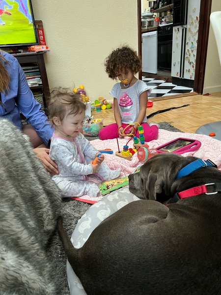 AdoptCCAnimals's tweet image. #Dog #Bella_CCSTCA_2I I’m good with kids too! #adoptdontshop #rescuedog getpet.info/Bella_CCSTCA_2I