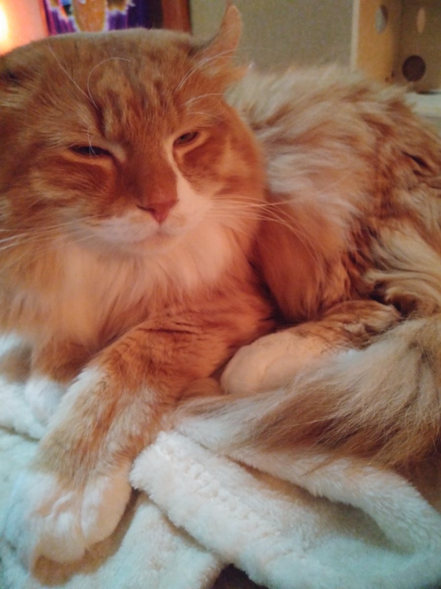 @nenekoneko113 昨日行った猫カフェの🐱でも… 