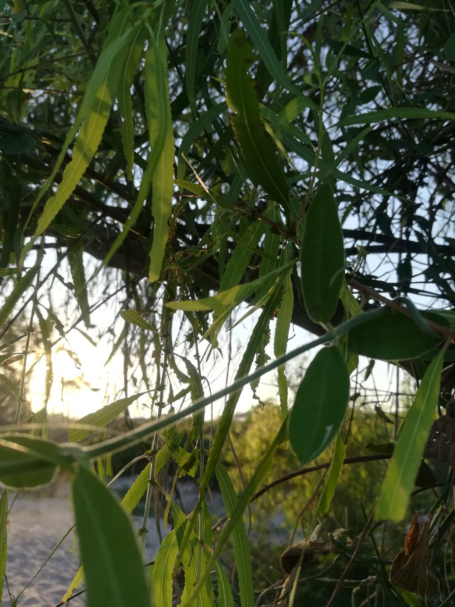 viajeras19's tweet photo. #Photography #Sauce #arbol #Atardecer #Nayarit #viajeras19 🌳 🌞 https://t.co/Ria7xLiSMV