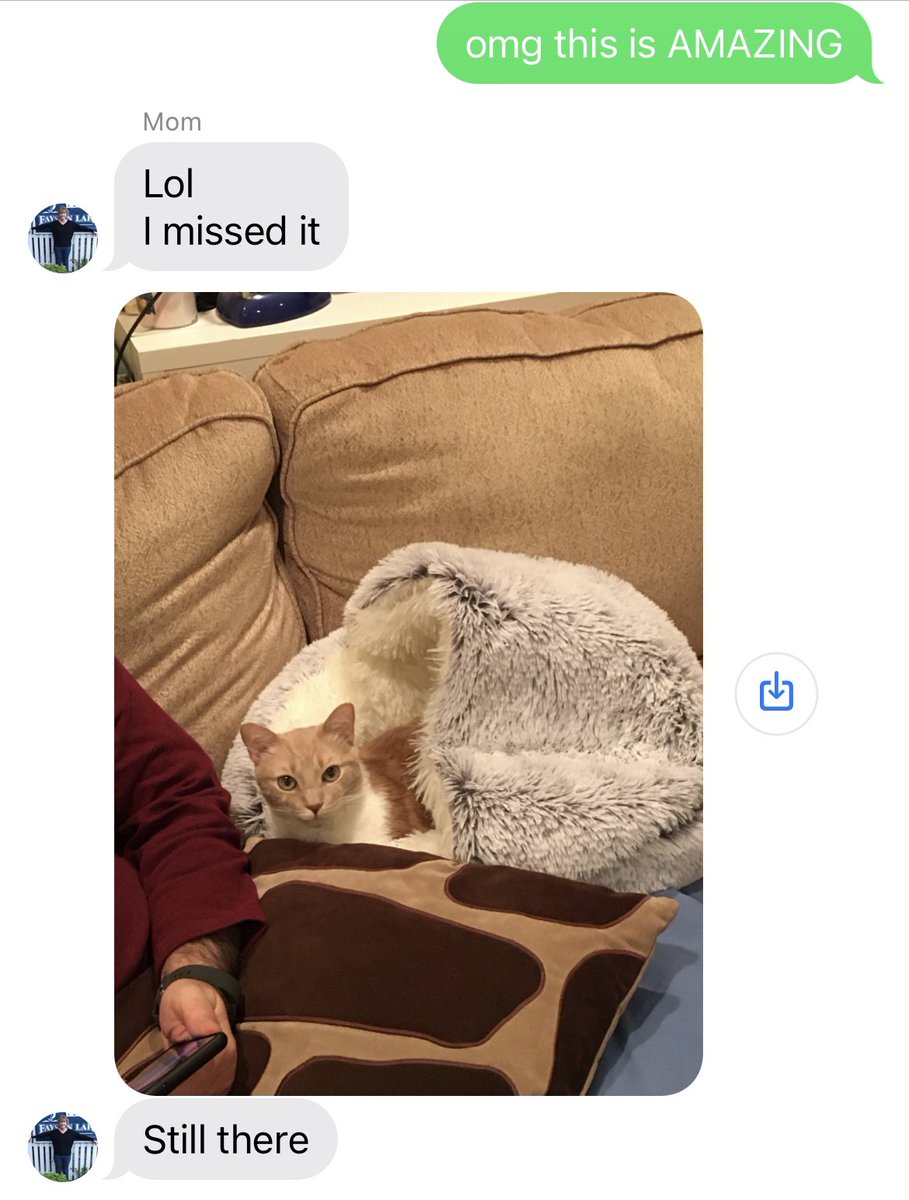 HUGE milestone: Sam is finally using the bed I bought him Christmas 2020