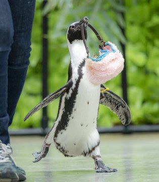 dailypinguinos tweet picture