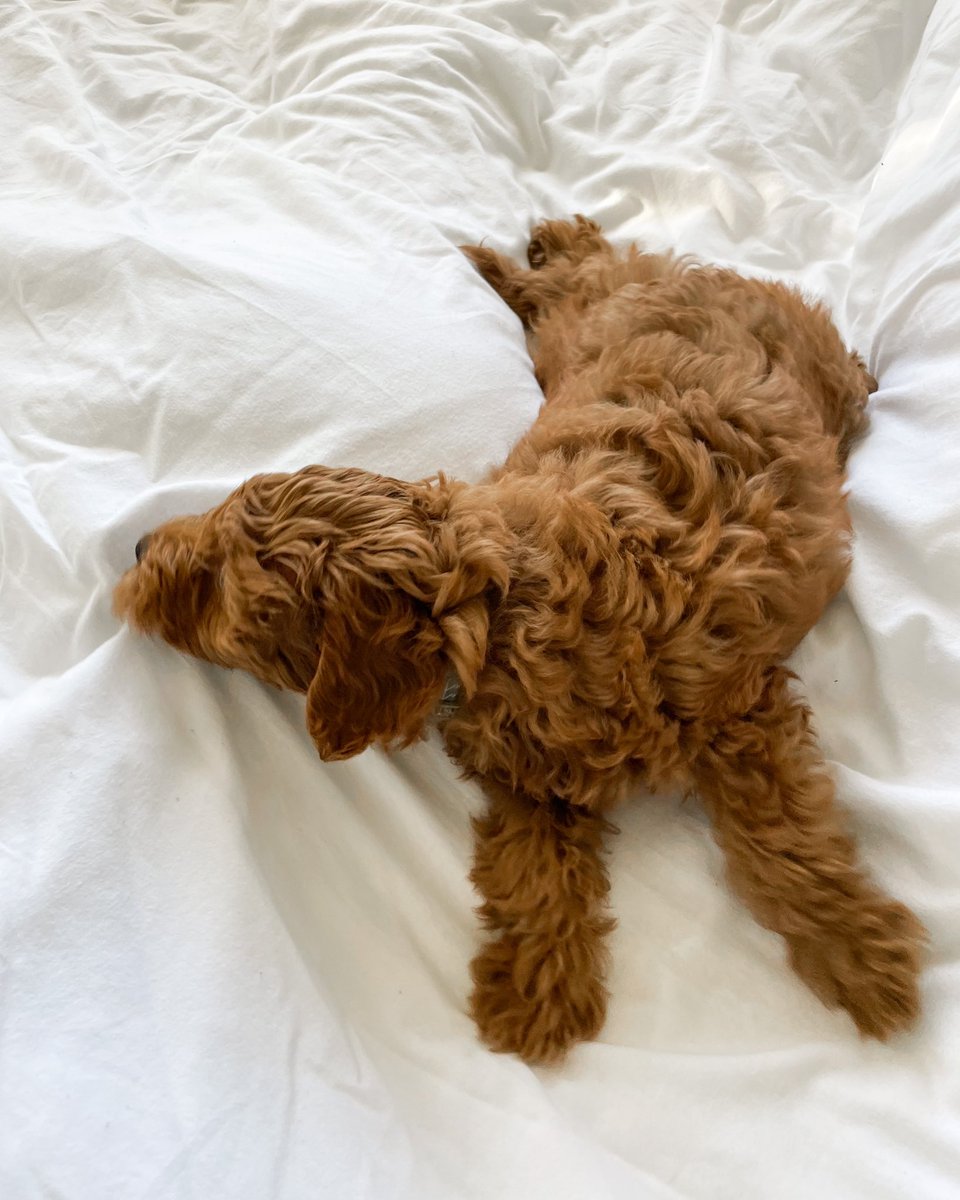 lensdani's tweet photo. 💤 https://t.co/dCIjv7WYDW