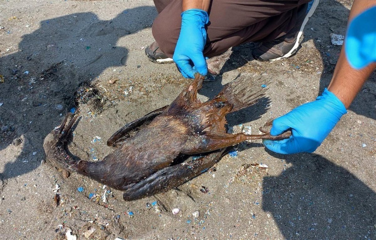 En toda la costa del Perú no existe ningún centro de rescate marino. Entre especies más afectadas por derrame de petróleo de #Repsol hay algunas en peligro de extinción, como el pingüino de Humboldt o la nutria marina.

📸 <a href="/Prodelphinus/">Prodelphinus</a>/<a href="/Juanchotehabla/">🍃</a> 

👉bit.ly/3rGJKqB