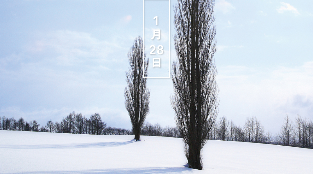 تويتر 暦生活 こよみせいかつ على تويتر ポプラ 花の日めくり 花言葉 度胸 成長が早く 樹形が美しいので明治期に街路樹として導入されました 北海道大学の並木が有名です 葉は三角形で 春に花が咲くと 綿毛になった実が街中に漂います 暦生活web