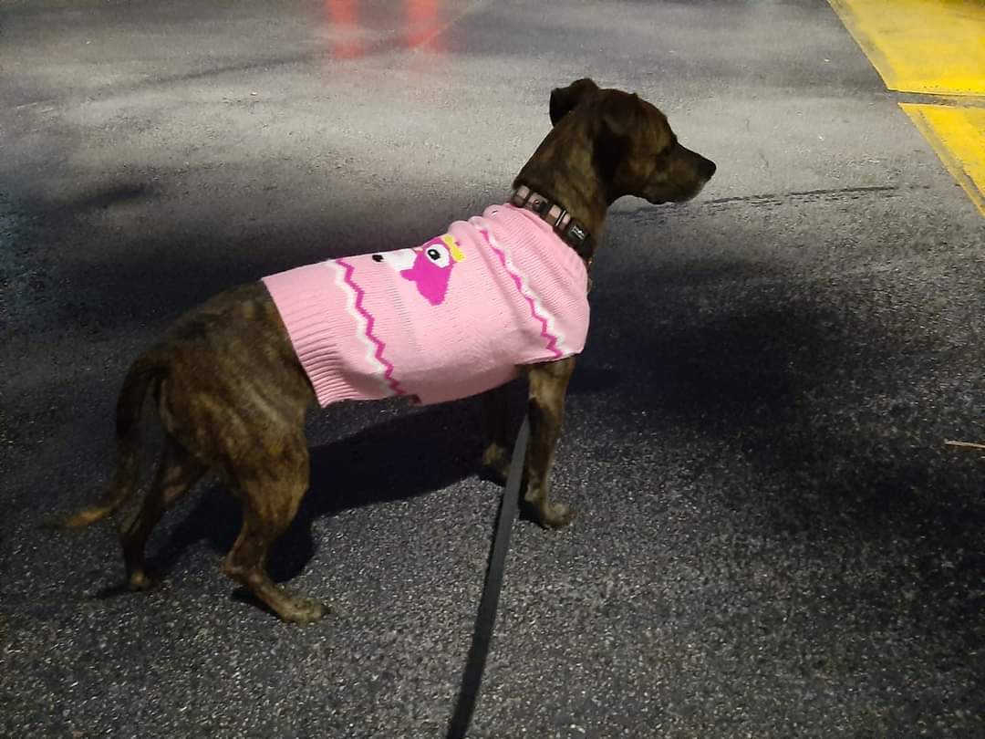 JPorkchop's tweet photo. I'm feckin' freezing! I do like wearing my owl sweater though. #FLdog #favoritesweater #sweaterweather #dogs #dogsoftwitter https://t.co/4UNTRc7Kf7