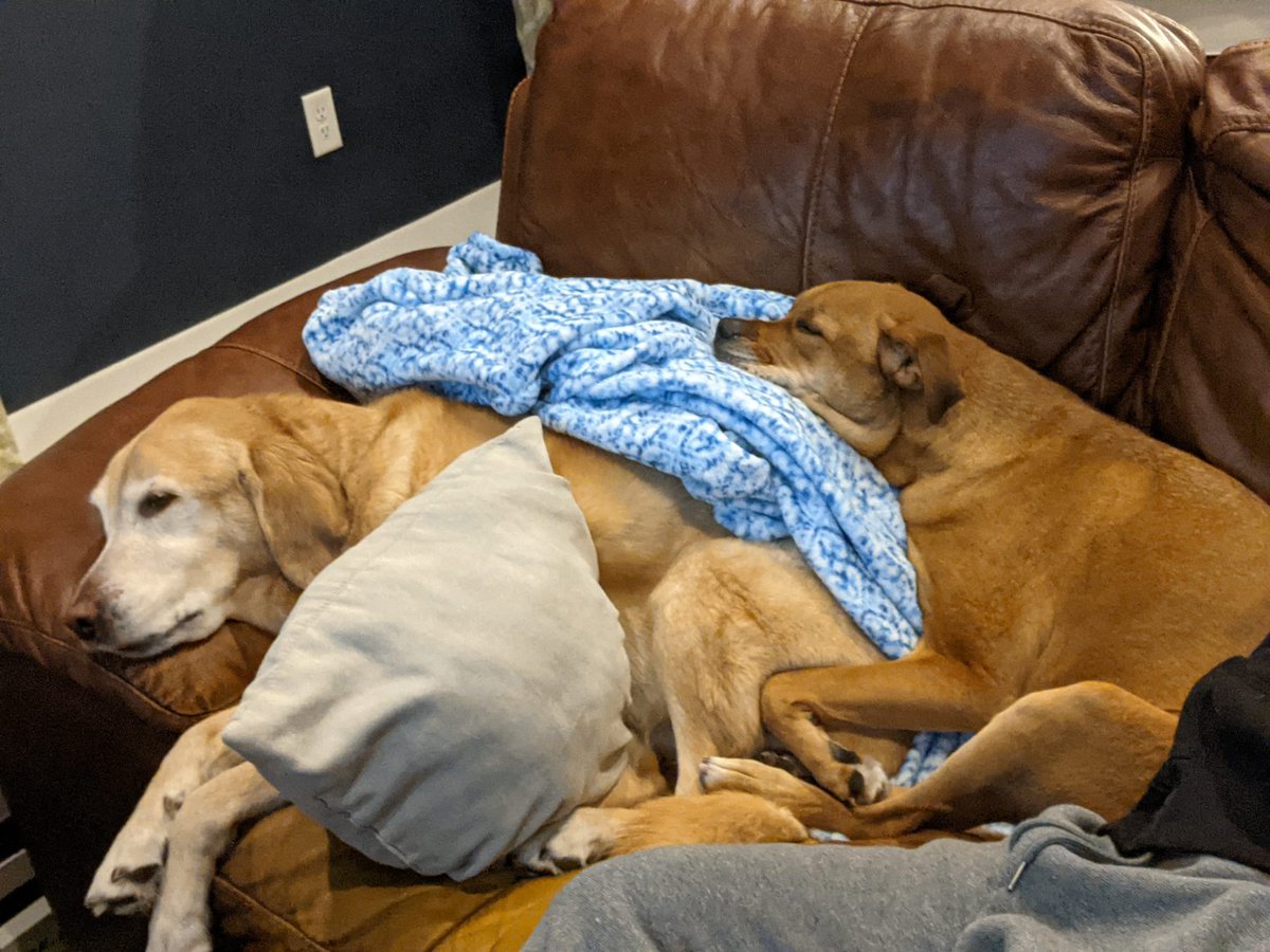 Happy to be back with my pack after a short vacation...!  #family #dogs #dogfamily #sleeping