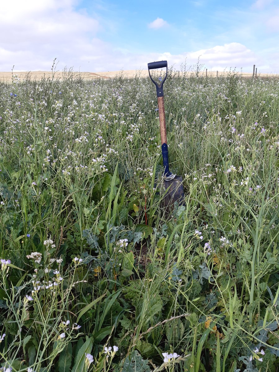 Aus Cover Cropping tweet media