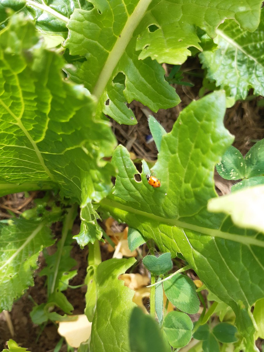 An early sown spring  multispecies forage surviving on minimal rain in SW Victoria. This mix should  provide good quality fodder while improving soil health. Great nodulation on vetch, and plant diversity bringing beneficial insects.  
#covercrop #tough #soilhealth