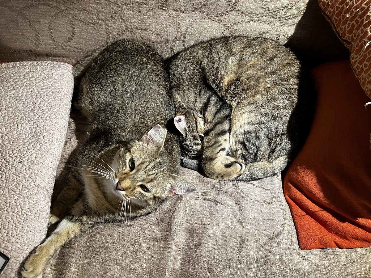 This couch is occupied.