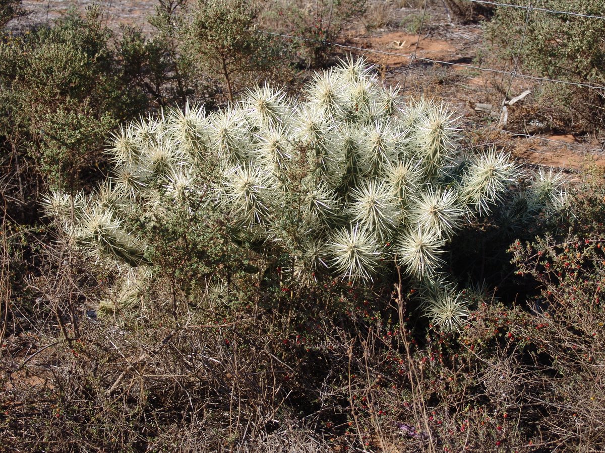 weedyk8's tweet photo. We are after your experiences on how flammable cacti and succulents are please. Your observation could be used to prepare some fire response and mitigation information.

The pictures below are before and after a drip torch has been applied to an Opuntioid cacti in the Mallee. https://t.co/tfJScsqJSp