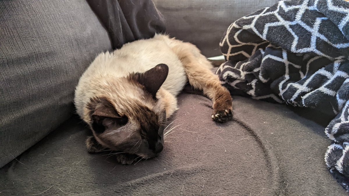 CleoTheSiamese's tweet photo. I started to not feel very well. Told my human to give the vet a call in the morning. This old age is catching up with me, for now I will just rest and take it easy. https://t.co/dTZtkwxZ4y