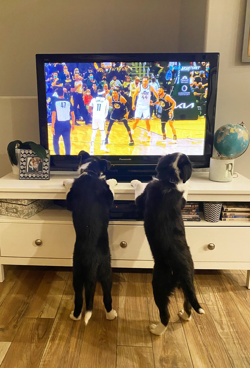 Teaching the foster pups how to be fans! #TakeNote #lesolsonit #caws #AdoptDontShop