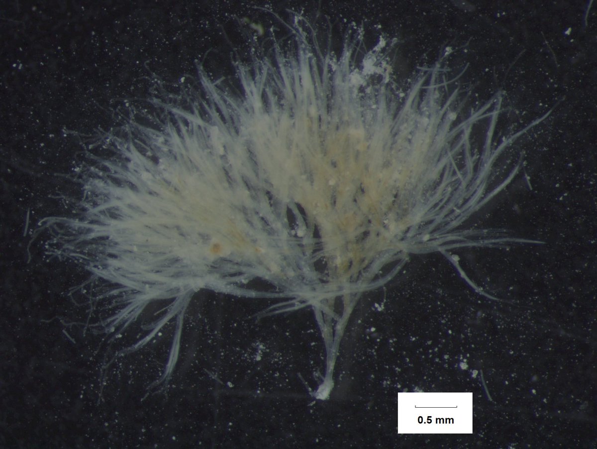 IndoPacScarini's tweet photo. One of my #Great_Barrier_Reef #parrotfish 🦜 🐠 led me to this yummy 😋 🤤 #coral_reef_cyanobacteria. 🏝 It’s 4mm tall, divers would call it algal #turf, which it is not. #Dichothrix is false-branched, heterocystous with tapered trichomes #Nostocales. Manuscript to be written 📑 https://t.co/CSMzFZ2476