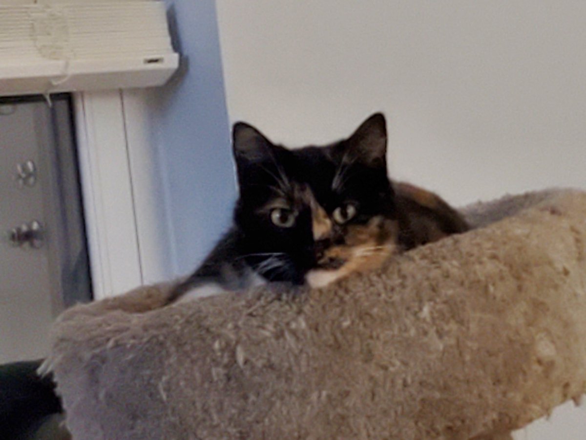 mckinneycb's tweet photo. @vonnie7717 @M_Weatherly Just added this girl to the others in our home - https://t.co/BDMtdyuLEk