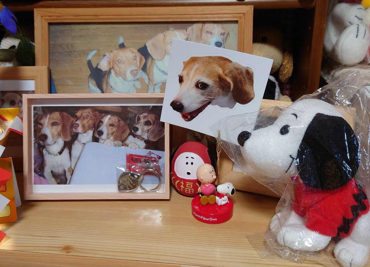 Long time no tweet! I want to live a life surrounded by cute things. I miss you, Love, Bunta, Lala,  Tap 🐶🐶🐶🐶 and all the other cuties at 🌈.