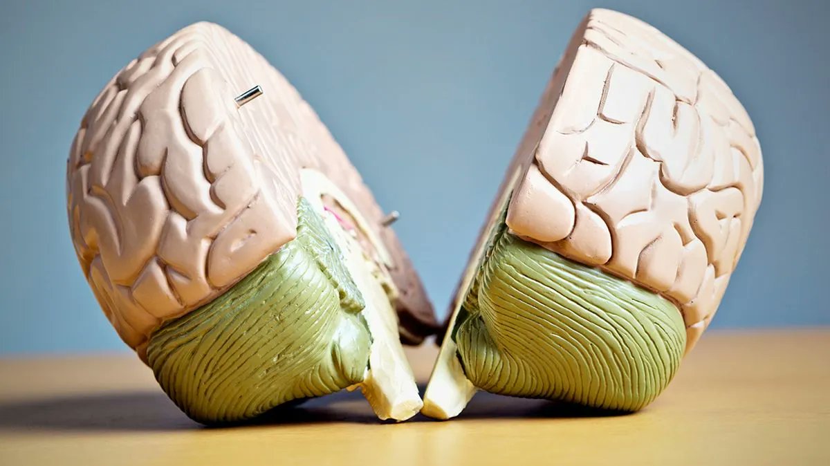 WmJRyan's tweet image. Had a colleague once scoff at the left-brain/right-brain #learningmyth as hare-brained!  My personal fave is the learning styles yet many still believe I wonder which ones you encounter in your design efforts. Focus on the performance needs &amp;amp; metrics. buff.ly/3Kw19dZ