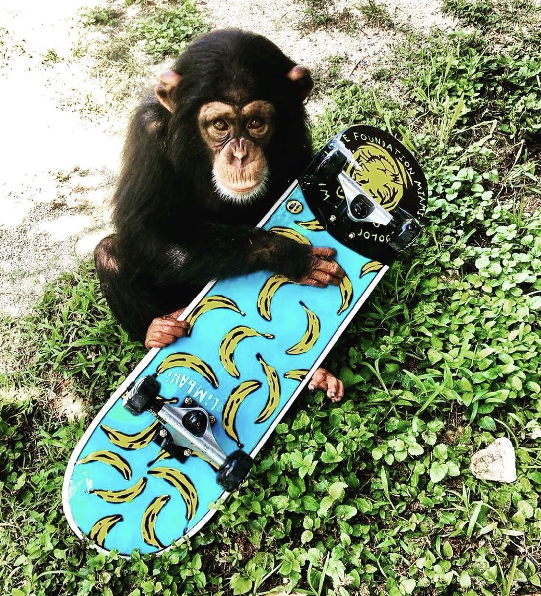 ifskateco's tweet photo. I don't own a #bayc or #mayc #nft but i have made a custom handpainted skateboard for a chimp, flew to miami to deliver it to bro and skated with the lil homie. Is that ape enough? SHIEEET🤣🐒🍌💯 https://t.co/r6wXizsix8
