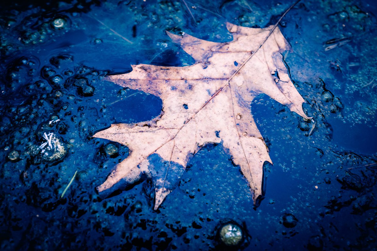 Leaves of Winter #photography #photooftheday