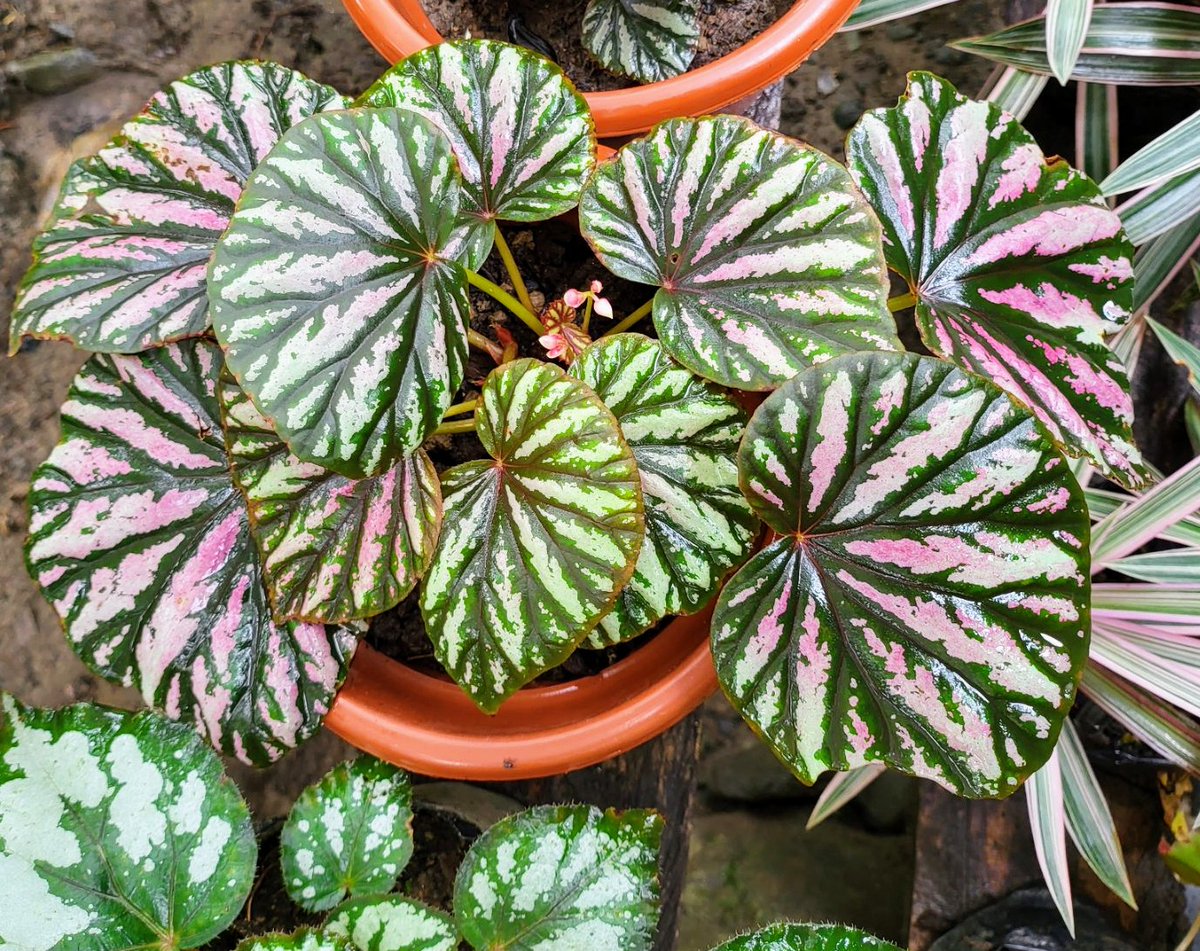 DreamYardTeam's tweet photo. Begonias are well known for both their beautiful flowers and foliage. Rex Begonias offer many shapes and colors of fantastic foliage to choose from.
#foliageplants #flowers #gardenideas #rexbegonia https://t.co/6ioIOhc7el