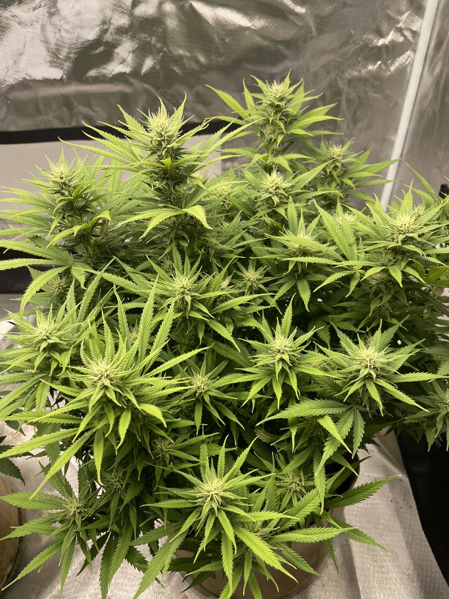 HealingNatures's tweet photo. Maui Wowie looking happy & healthy under the @ViparSpectraLED P2500 #ilgm #viparspectraled #homegrow4PA https://t.co/iPvEndma9s