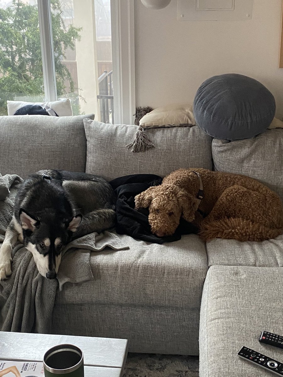 ConnorMeaks's tweet image. Looking for a dog and / or house sitter to watch these two 🐕 in #yvr. Feb 19-28. You get a nice place to stay and the best dogs !