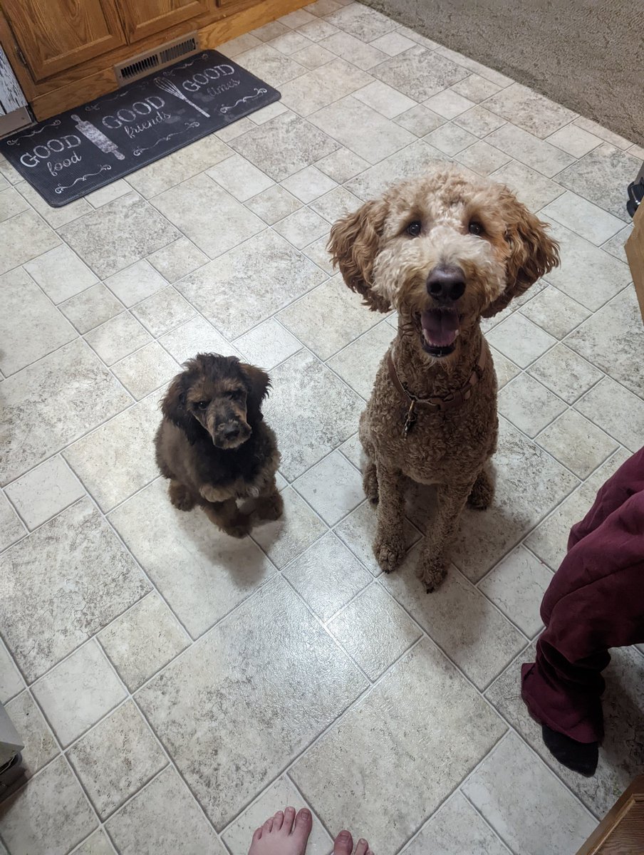 MadisonElise_13's tweet photo. Crazy dog lady mode.🤪 Welcome to the party, Rutledge. We love you so much already (your brother included).🖤🐩 https://t.co/D6JxmlmqZj