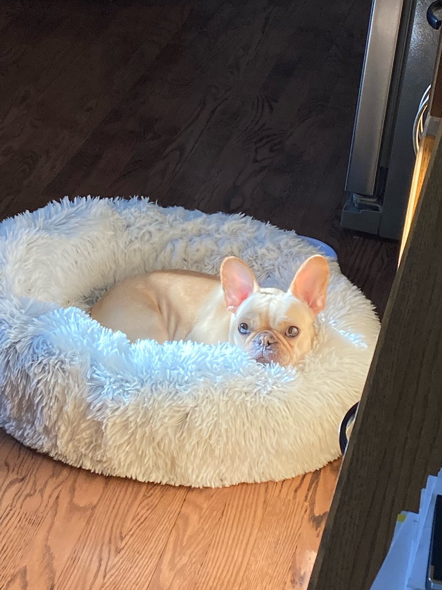 C_Wag_'s tweet photo. Gosh I miss Cali girl so much!! 🥺 Only 4 weeks to go, in the meantime, enjoy these pictures from my mom of her. https://t.co/J9NAgq4z91
