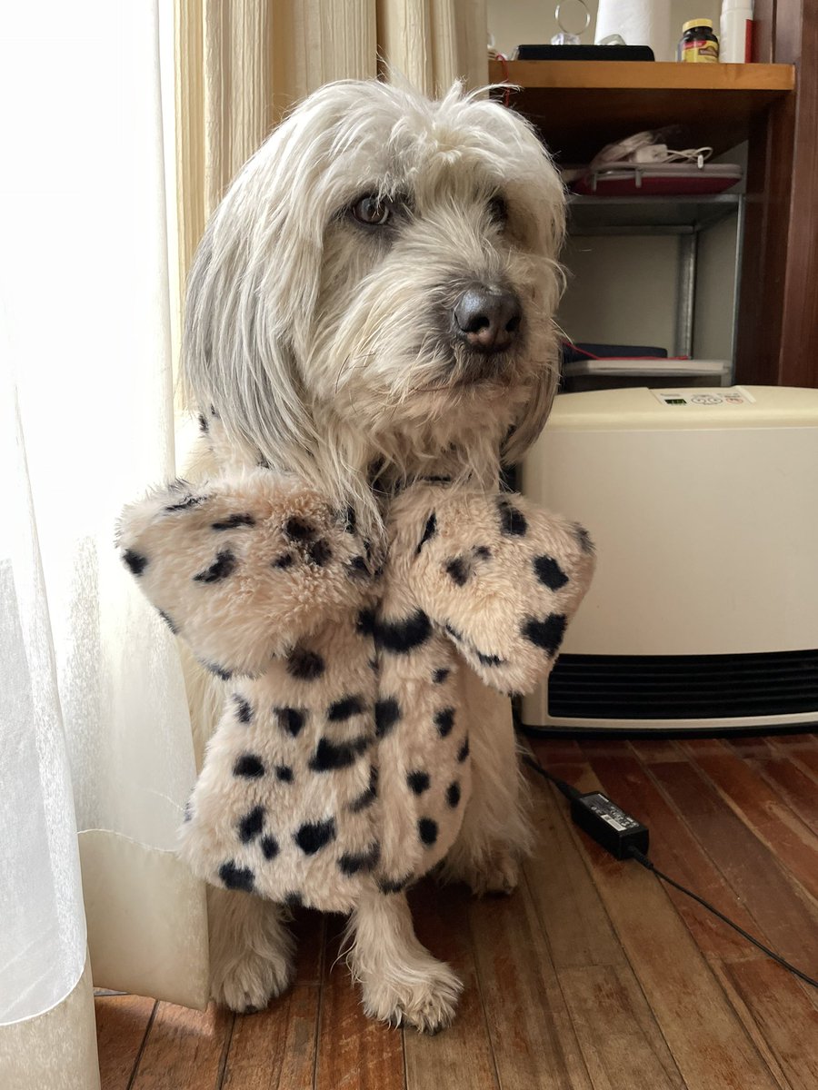 _nananap_'s tweet photo. 君が元野良犬だなんて信じられないのよ https://t.co/hm2vlJWceg