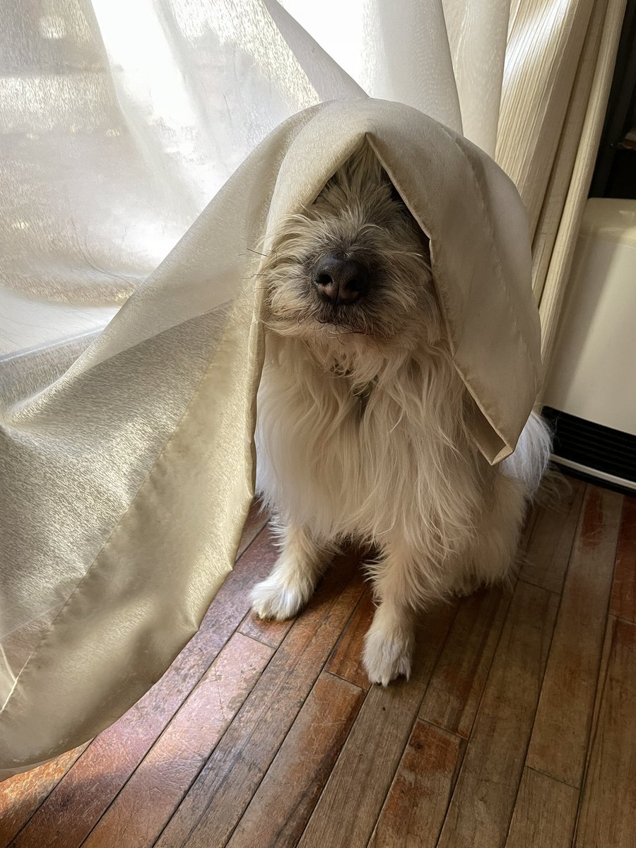 _nananap_'s tweet photo. 君が元野良犬だなんて信じられないのよ https://t.co/hm2vlJWceg